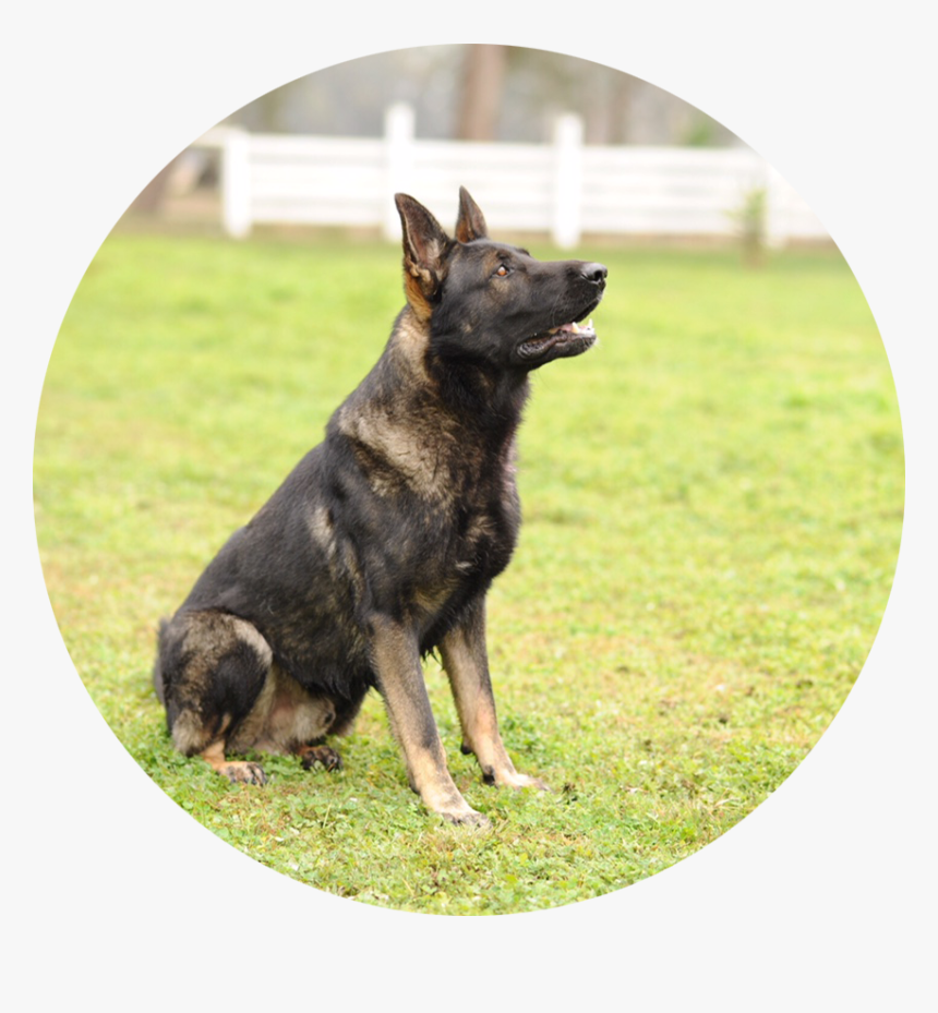 German Shepherd , Png Download - Old German Shepherd Dog, Transparent Png, Free Download