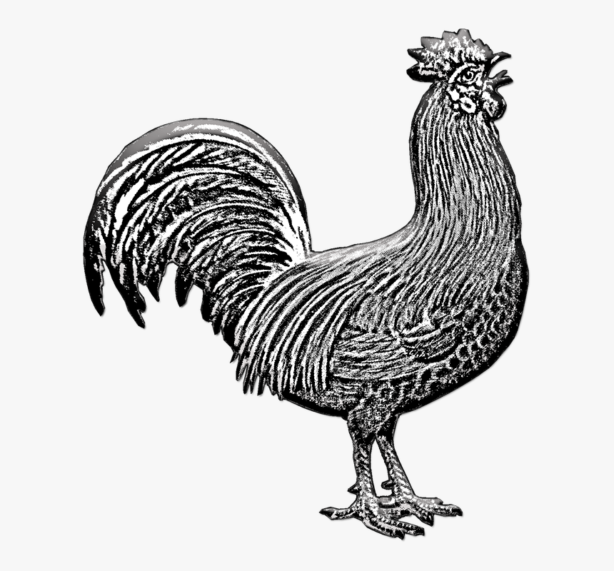 Chicken, Domestic Fowl, Fowl, Bird, Animal, Nature - Rooster, HD Png Download, Free Download