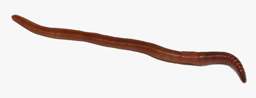 Earthworm Png Image With Banner Royalty Free - Earthworm, Transparent ...