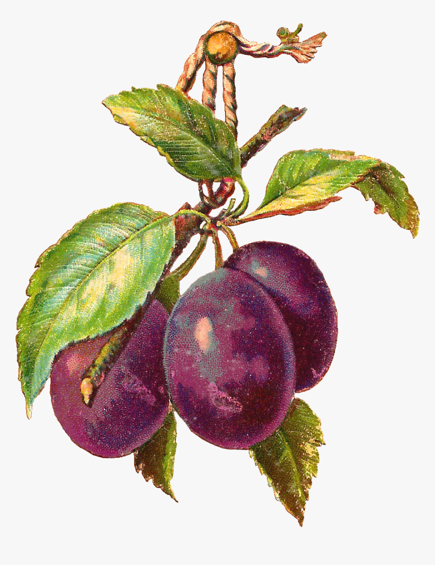 Plums Hangingpng Png - Vintage Sugar Plums Clipart, Transparent Png, Free Download