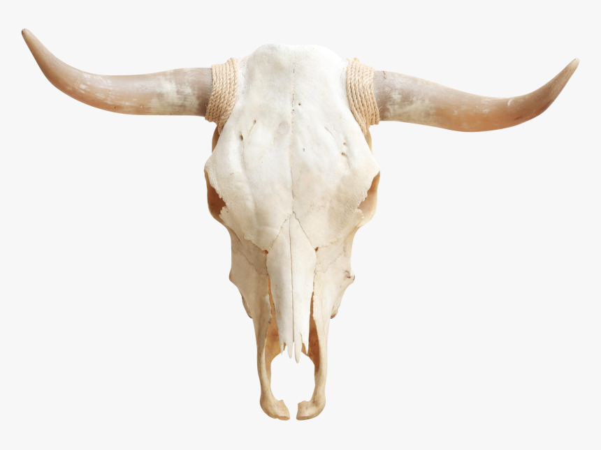 Longhorn Skull Png - Skull, Transparent Png, Free Download