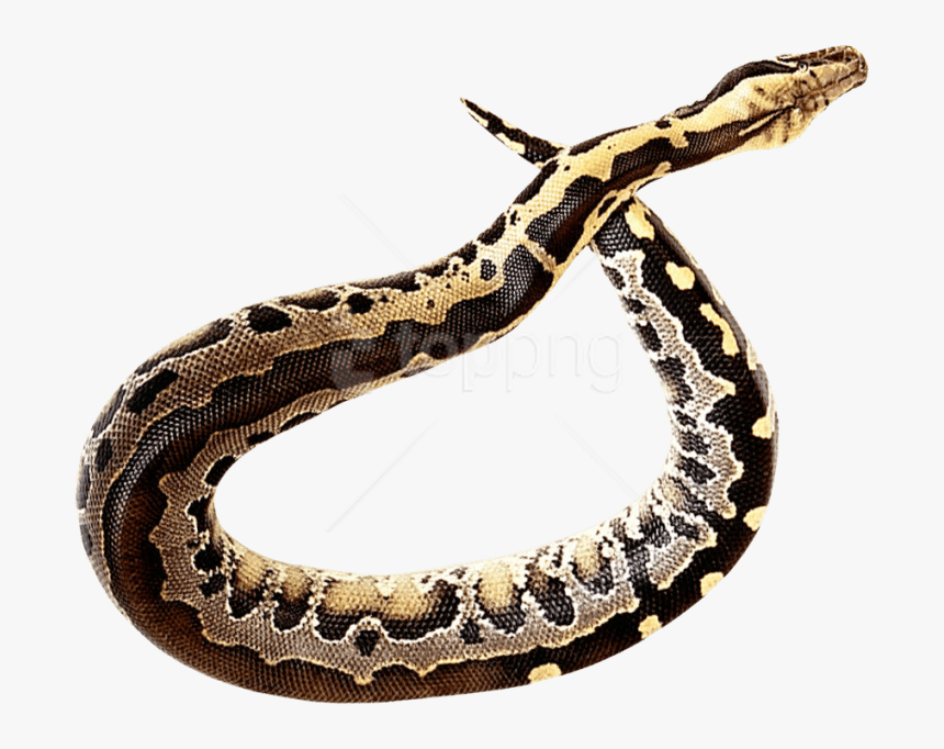 Free Png Download Snake Png Images Background Png Images - Snake Png Transparent, Png Download, Free Download