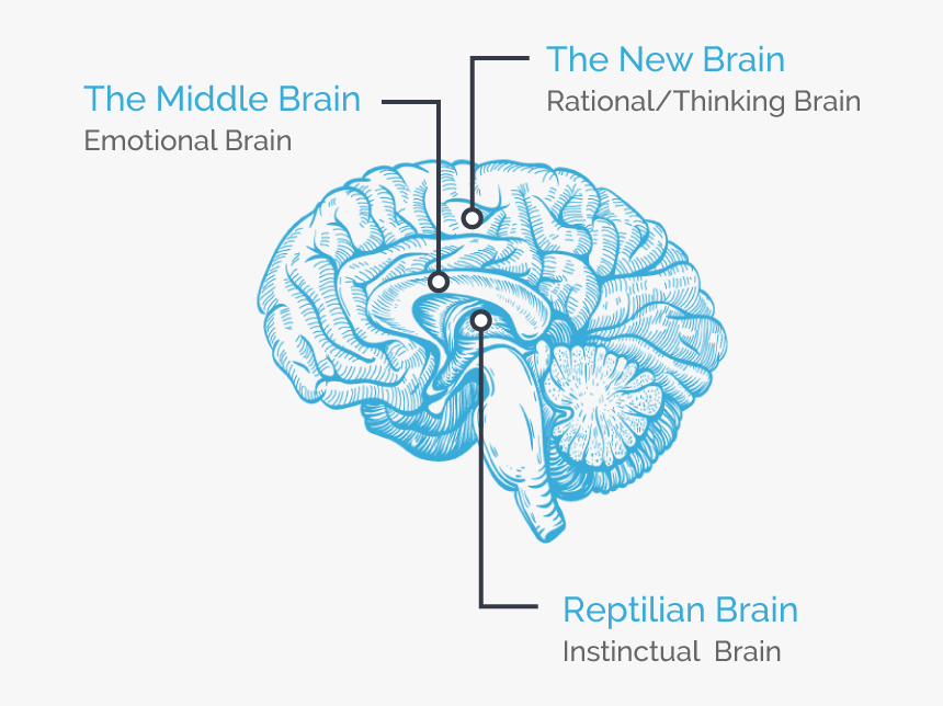 Capabilities of human brain. Неокортекс. UX Human Brain. Parts of the Brain. Unlocking the Emotional Brain.