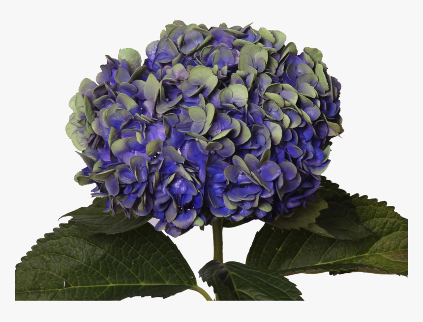 Amethyst Dark Purple - Hydrangea Serrata, HD Png Download, Free Download