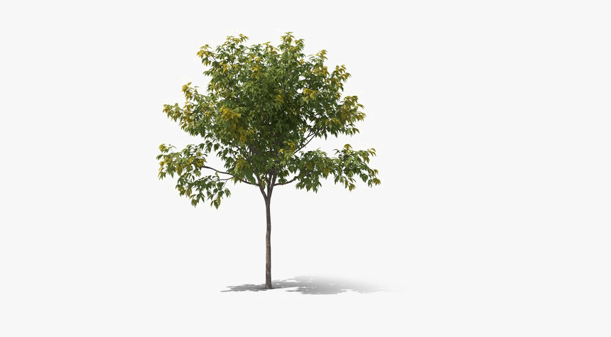 Realistic Tree Png Download Image - Vintage Trees Png, Transparent Png, Free Download