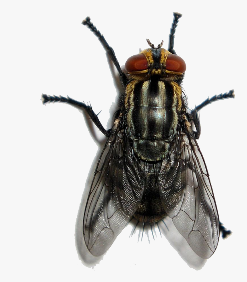 Thumb Image - Vector Fly Png, Transparent Png, Free Download