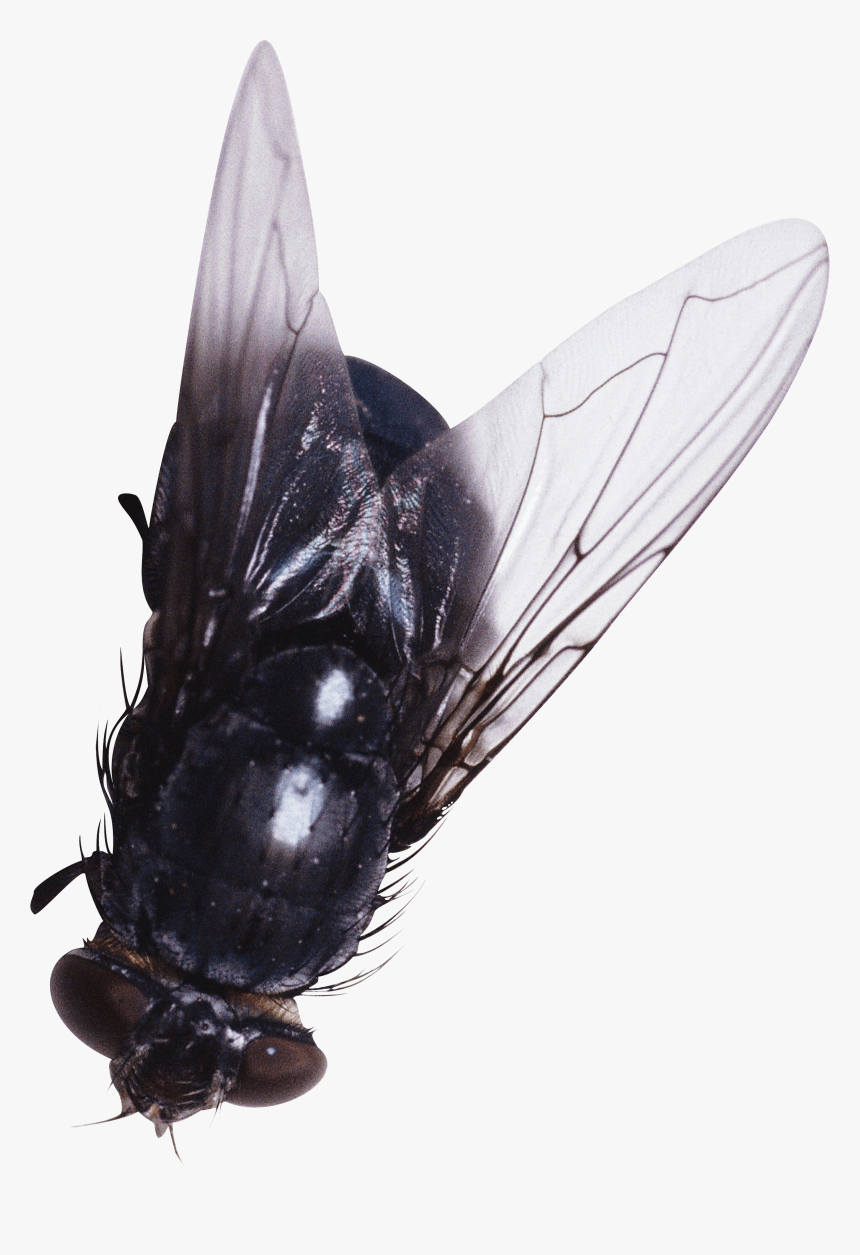 Mosca, HD Png Download, Free Download