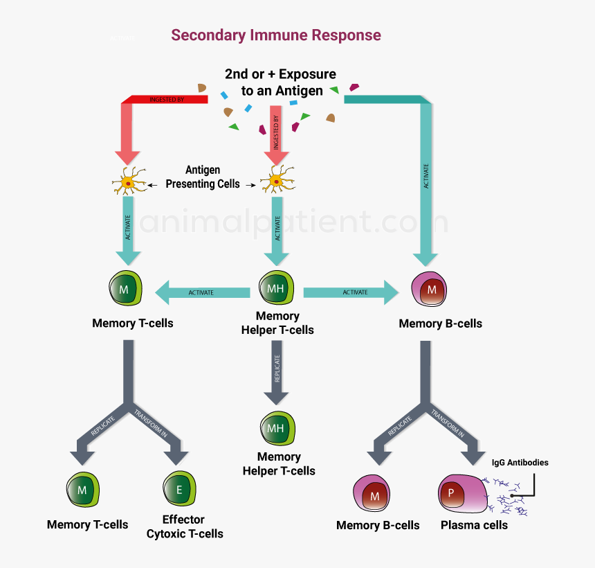 Diagram, HD Png Download, Free Download