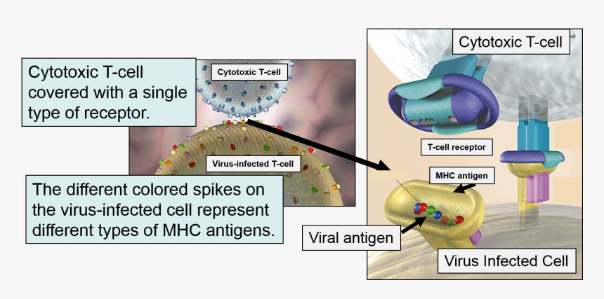 Mhc On Cell, HD Png Download, Free Download