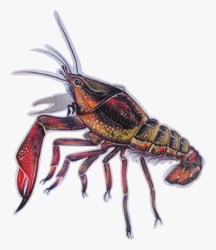 Transparent Sticker By Shon Transparent Background - Fiddler Crab, HD Png Download, Free Download