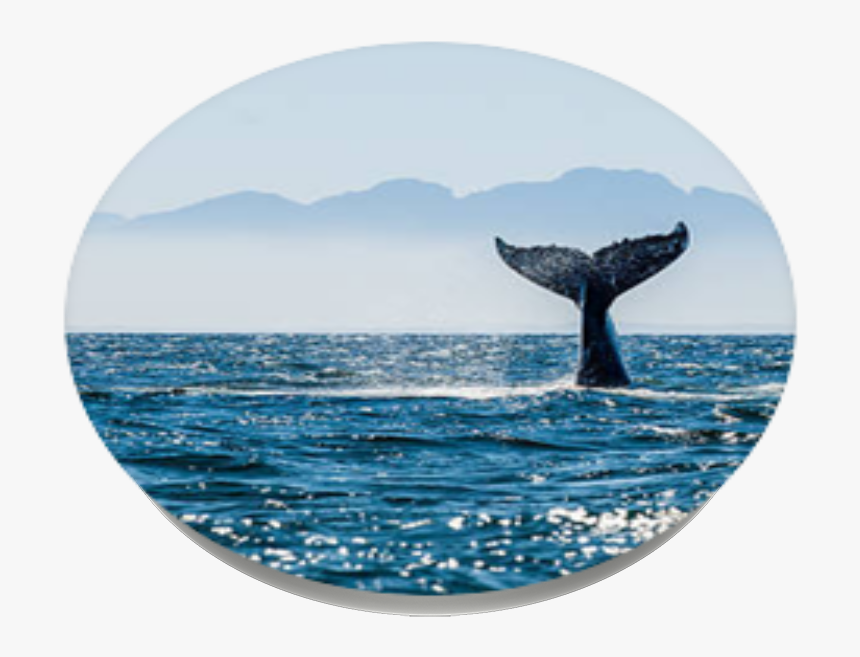 Humpback Whale, HD Png Download, Free Download