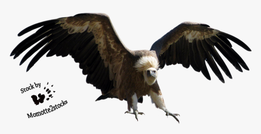 Png Vulture, Transparent Png, Free Download