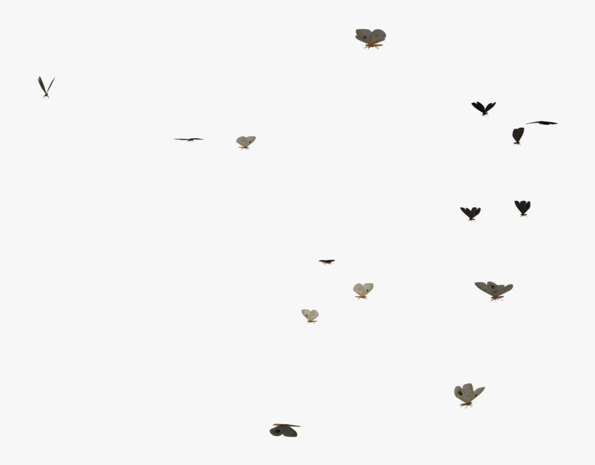 Download Butterflies Swarm Transparent Butterfly Gif Png Png Download Kindpng