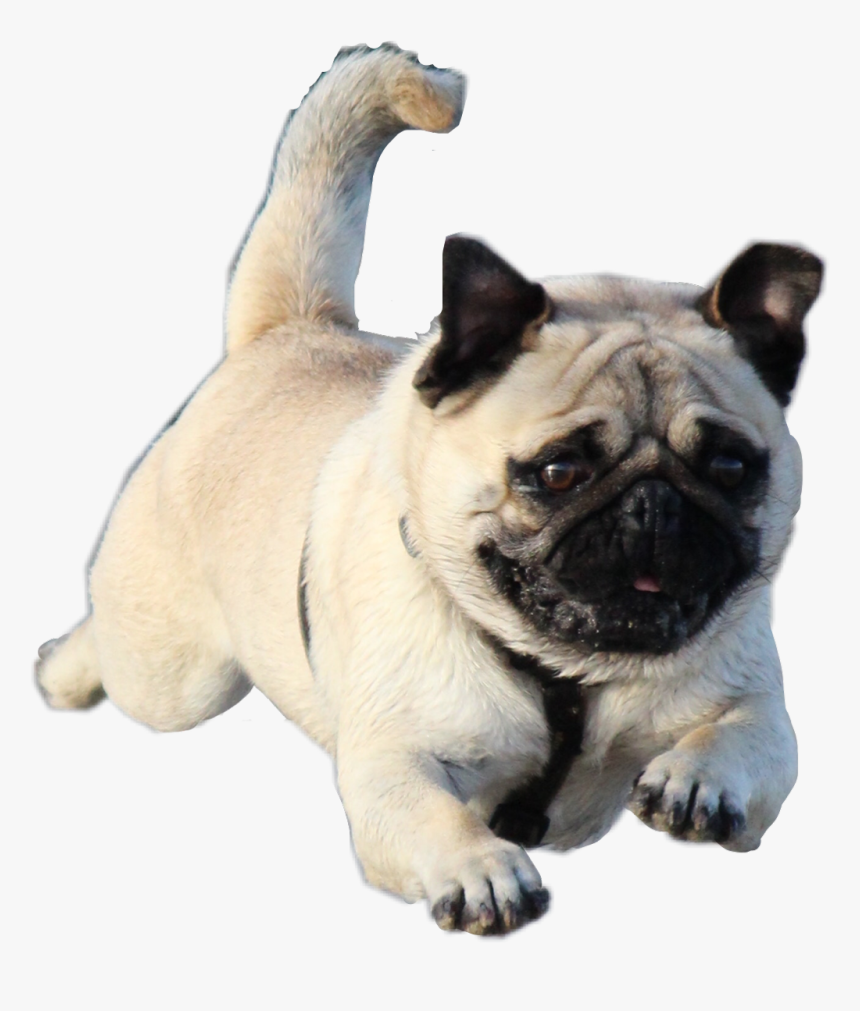 #pug #jumping #dog #freetoedit - Iron Man As A Dog, HD Png Download, Free Download