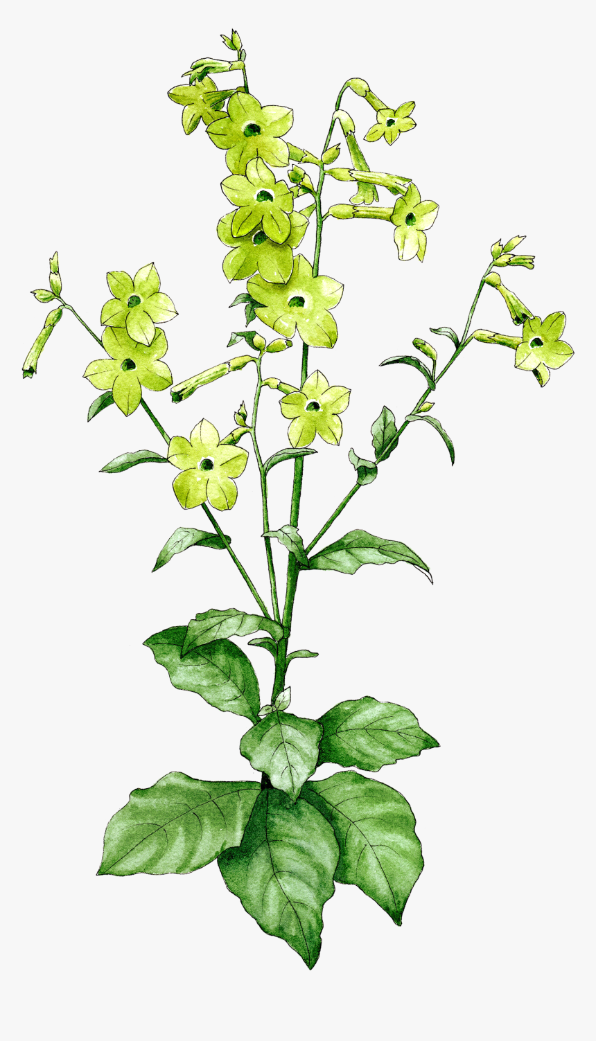 Nicotiana Lime Green - Dayflower, HD Png Download, Free Download