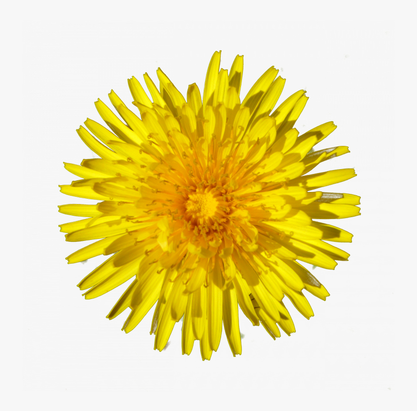 Transparent Perennial Png - Dandelion Png, Png Download, Free Download