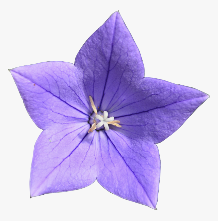 Perennials - Balloon Flower, HD Png Download, Free Download