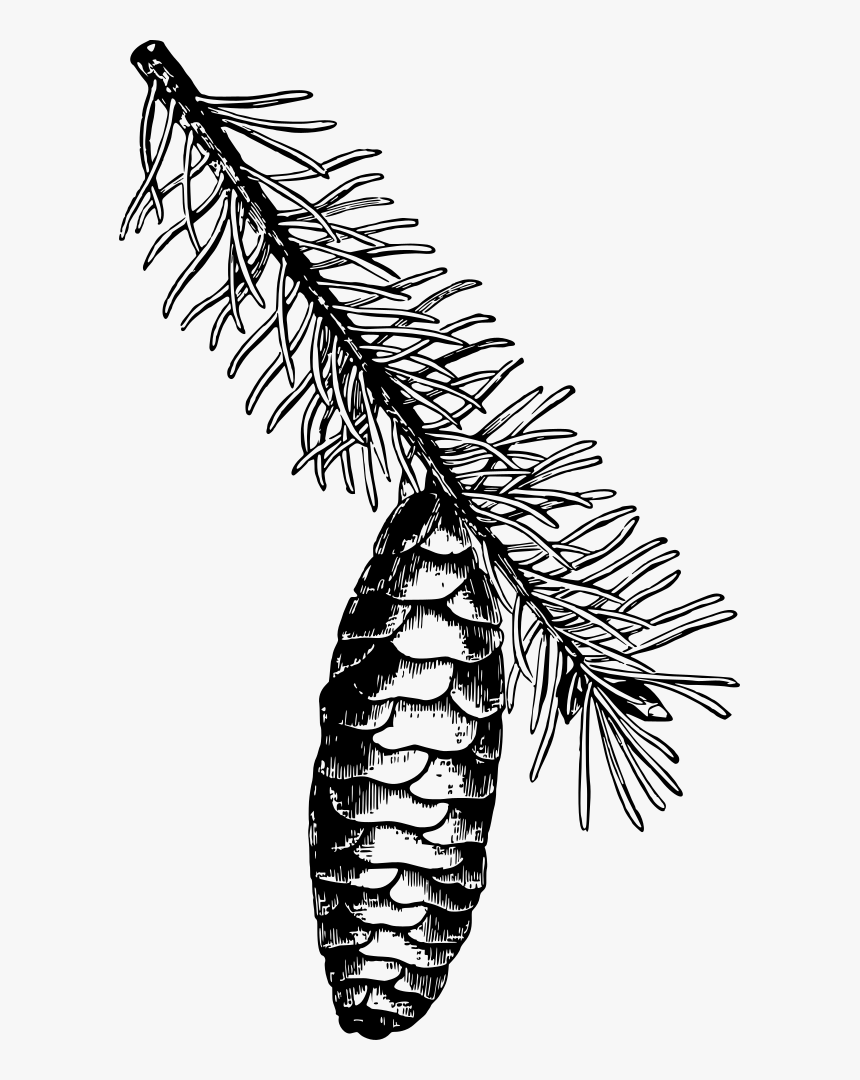 Norway Spruce Fir Cone Clipart Black And White Hd Png Download Kindpng