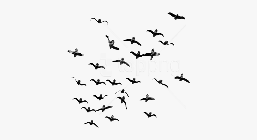 Flock,bird Migration,bird,animal Migration,sky,black - Flock Of Birds Flying Png, Transparent Png, Free Download