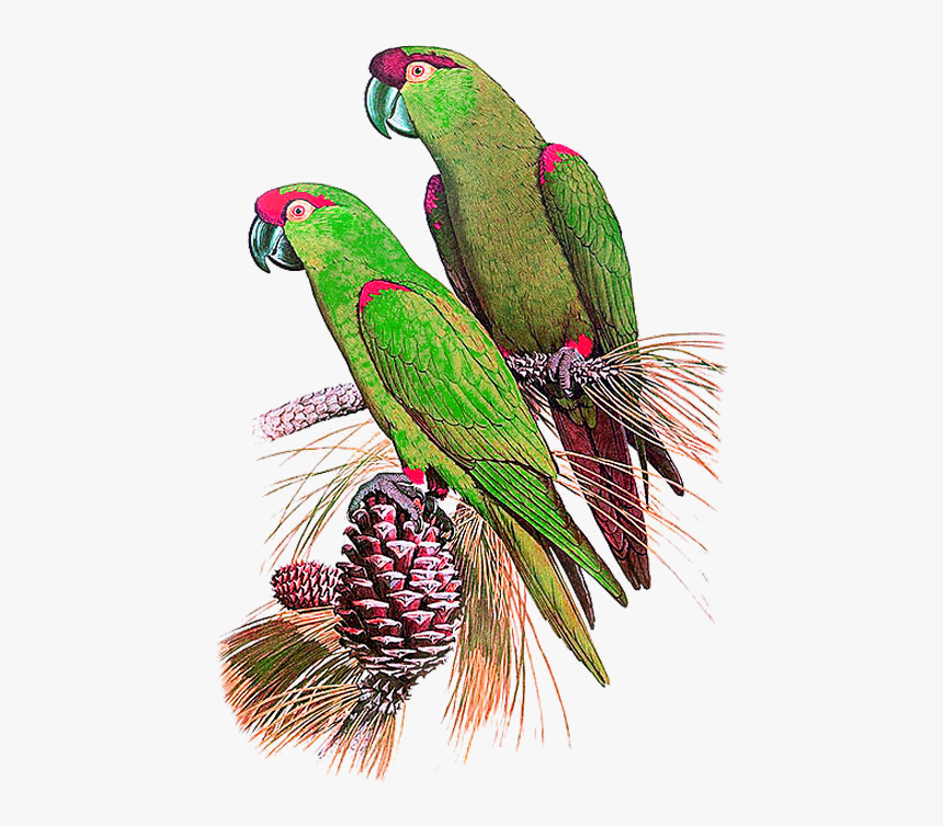 Parrot, HD Png Download, Free Download