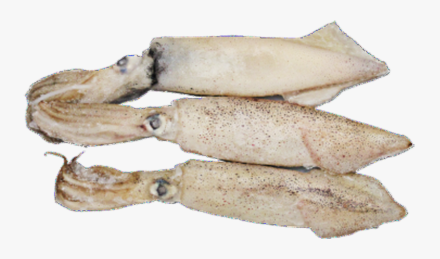 Squid Transparent Png, Png Download, Free Download