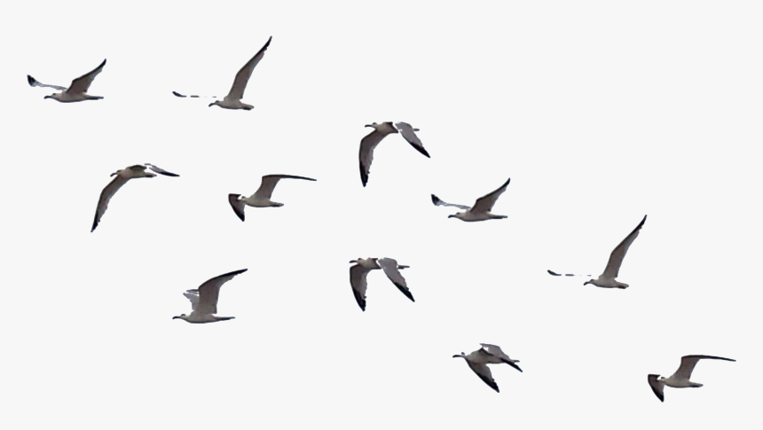 Bird Flight Flock, HD Png Download, Free Download