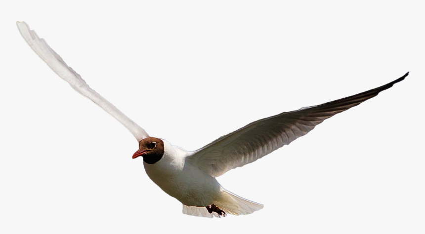 Isolated Bird Dove Free Picture, HD Png Download, Free Download