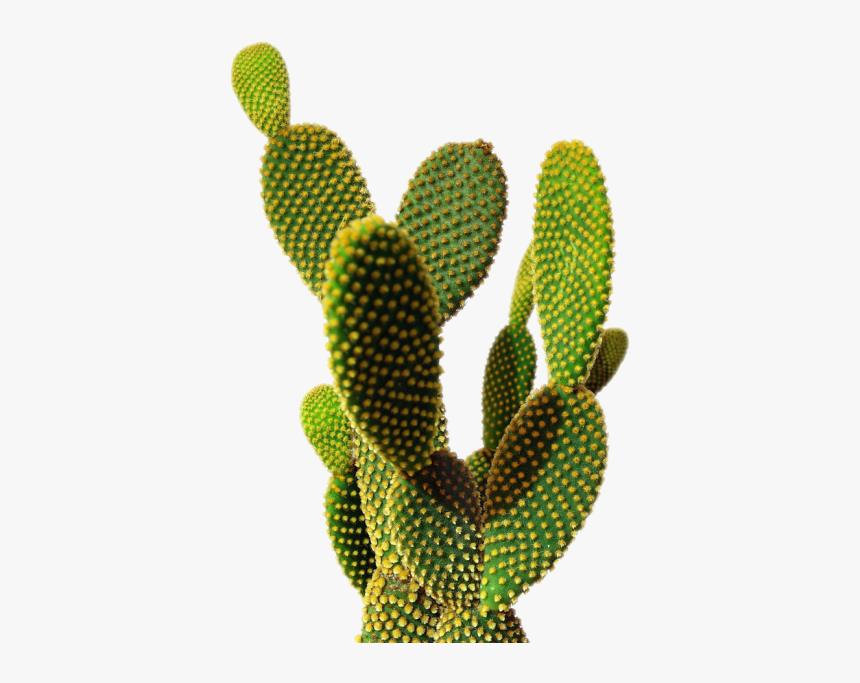 Cactus Png Transparent Image, Png Download, Free Download