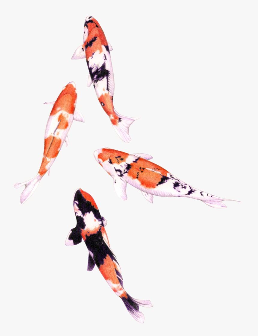 Koi Fish Illustration Png - Download Illustration 2020