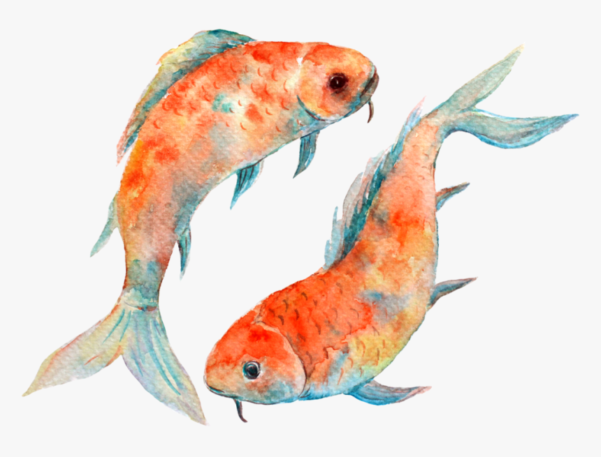 Koi, HD Png Download, Free Download