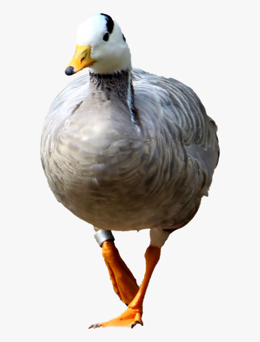 Goose Wild Goose Isolated Free Picture, HD Png Download, Free Download