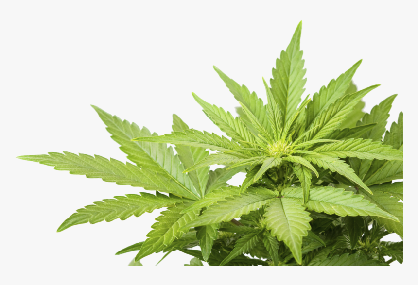 Cannabis Png Image, Transparent Png, Free Download