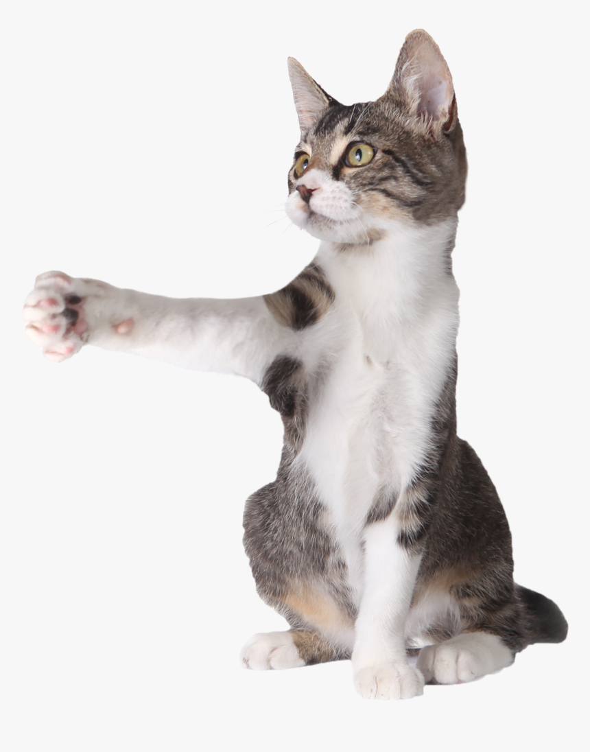 Cat Pointing Mid, HD Png Download - kindpng