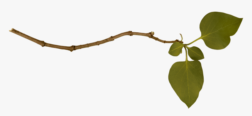 Branch Free Download Png Clip Art Library, Transparent Png, Free Download