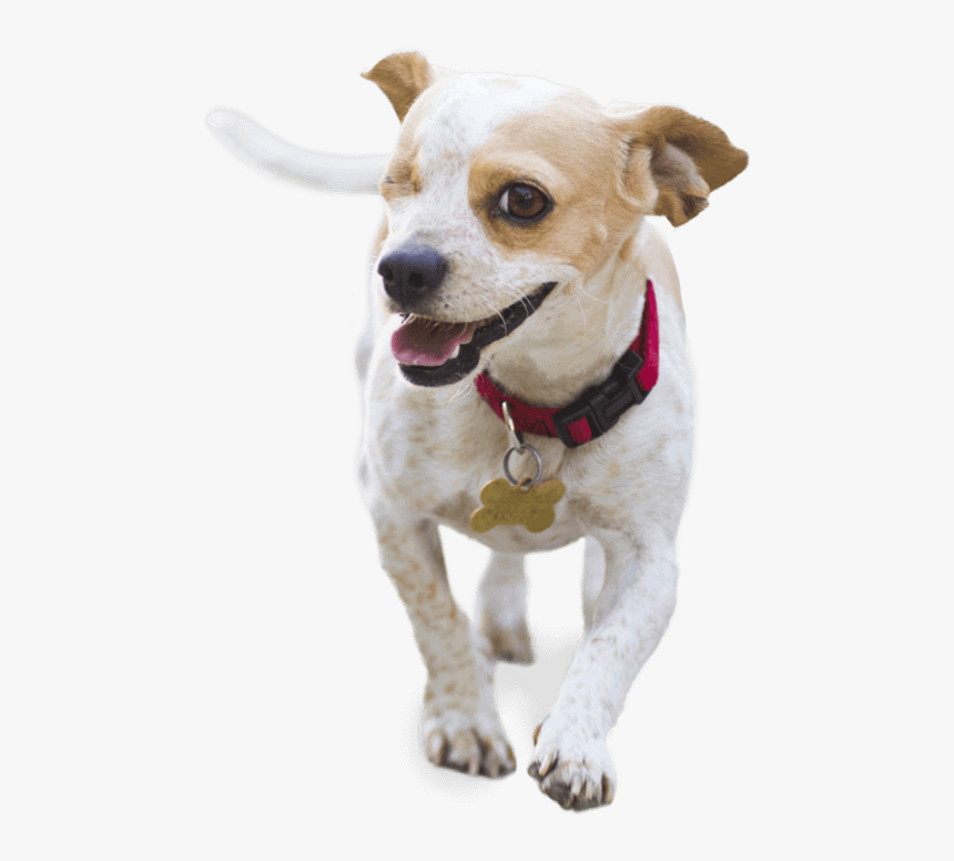 Image Of A White Dog, HD Png Download, Free Download