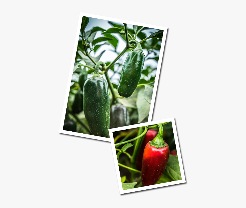 Homepage Peppers Green - Strawberry, HD Png Download, Free Download