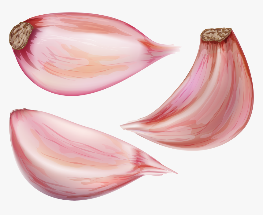 Transparent Onion Plant Png - Garlic Clove Png, Png Download, Free Download