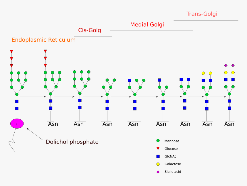 Glycan Processing In The Er And Golgi - N Glykosylierung, HD Png Download, Free Download