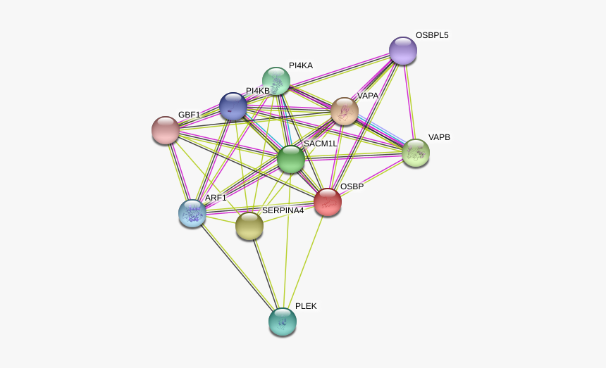 Osbp Protein - Circle, HD Png Download, Free Download