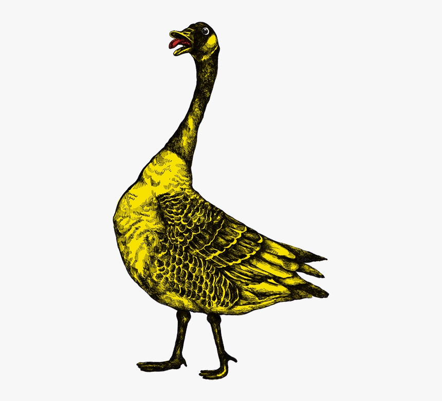 Duck, HD Png Download, Free Download