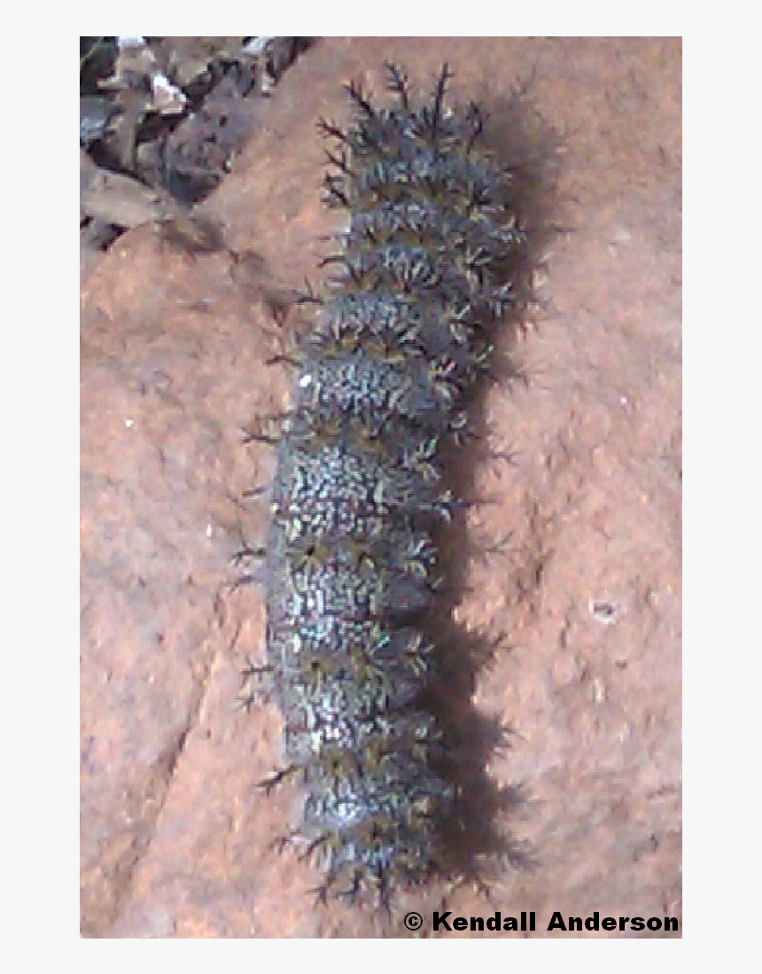 Caterpillar, HD Png Download, Free Download