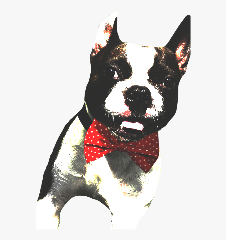 Gibby Smiling Clear - Boston Terrier, HD Png Download, Free Download