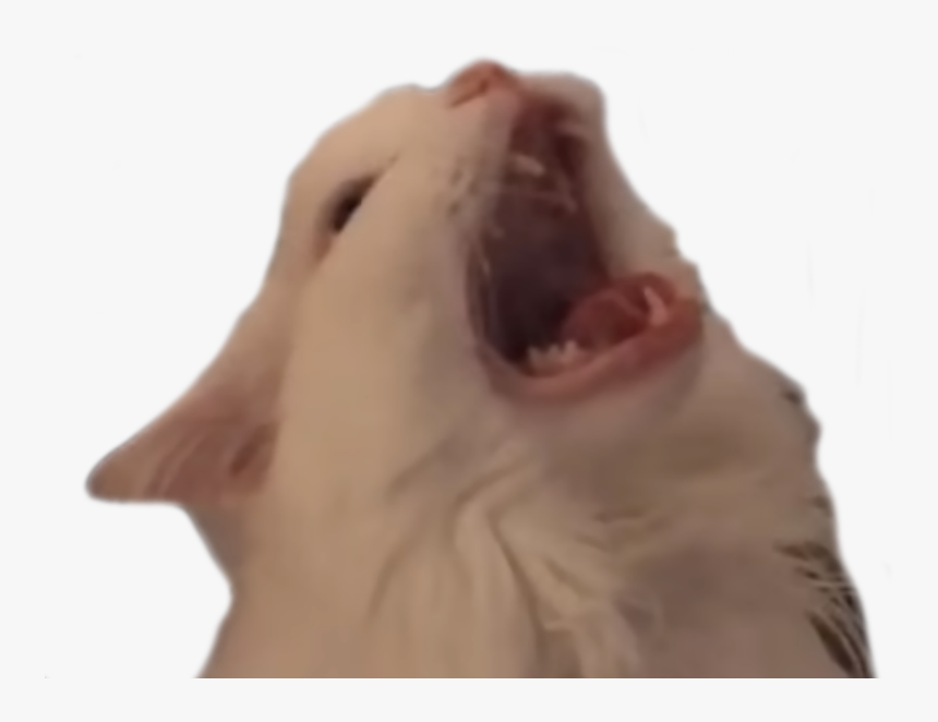 Screm - Cat Yawns, HD Png Download, Free Download