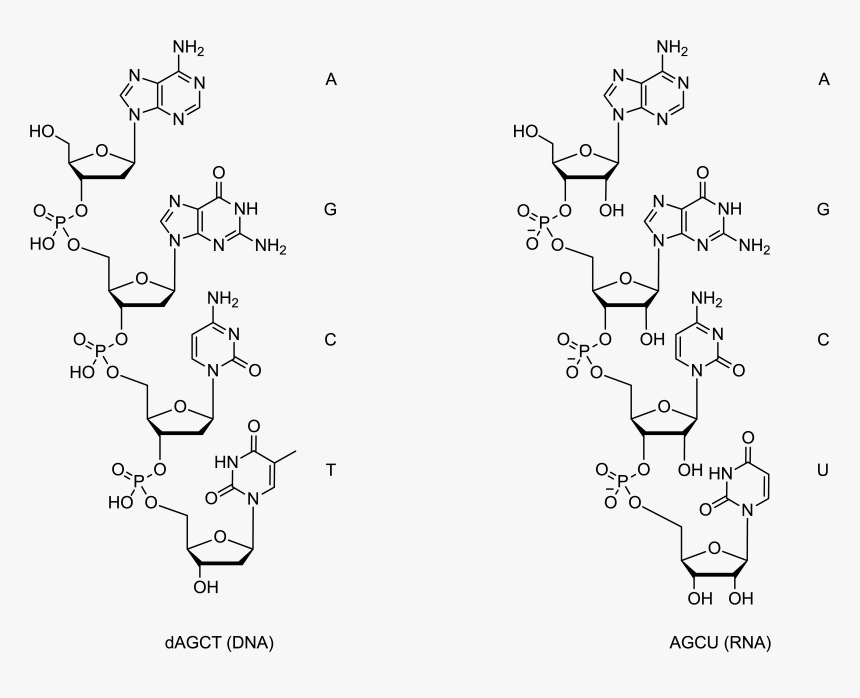 Dna Molecular Structure, HD Png Download, Free Download