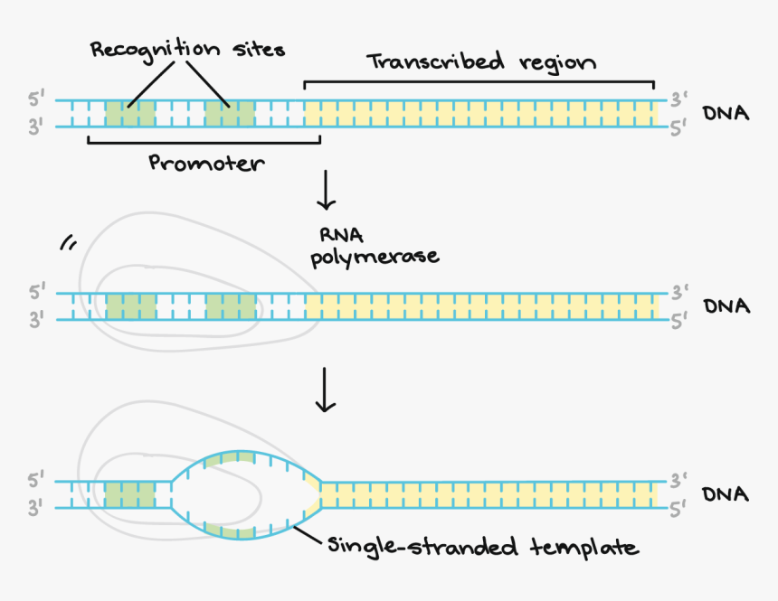 Transcription Khan Academy, HD Png Download, Free Download