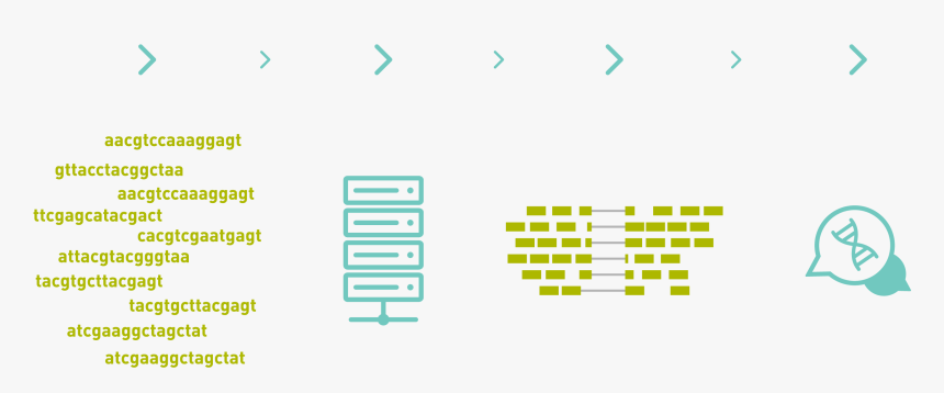 De Novo Transcriptome Assembly, HD Png Download, Free Download