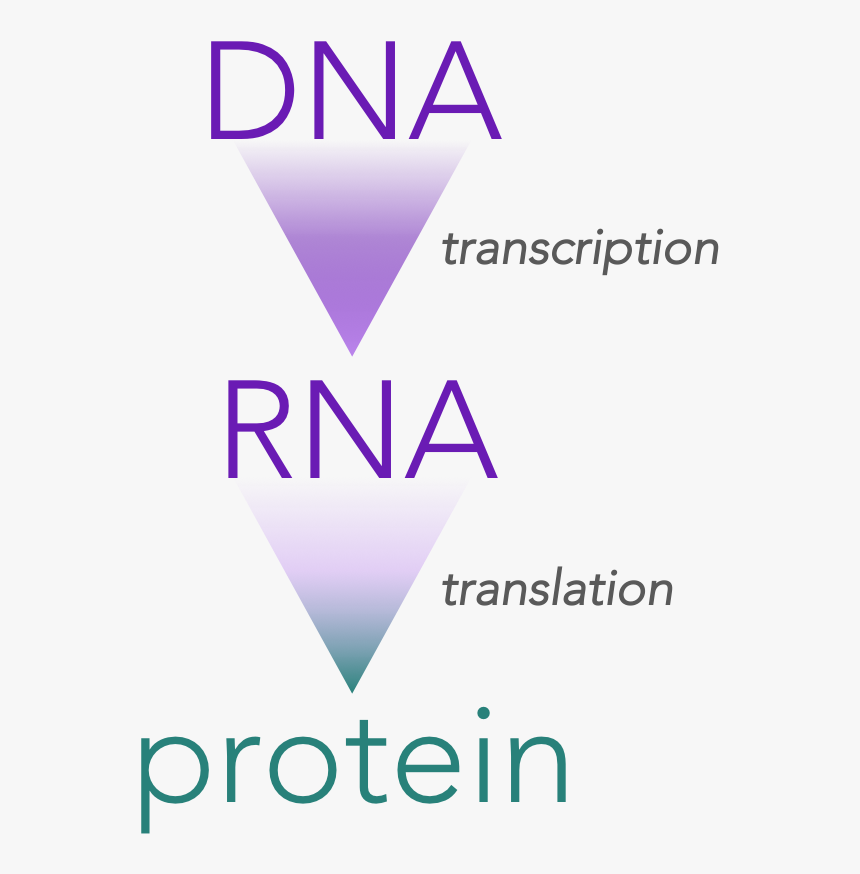 The Central Dogma Of Molecular Biology - Genetic Code Transcription, HD Png Download, Free Download