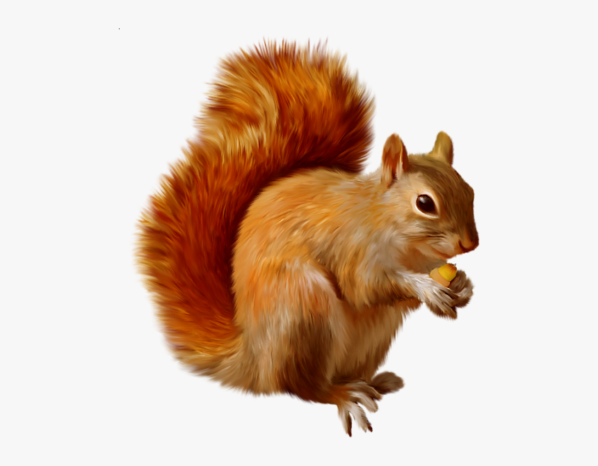 Squirrel Clipart Png, Transparent Png, Free Download