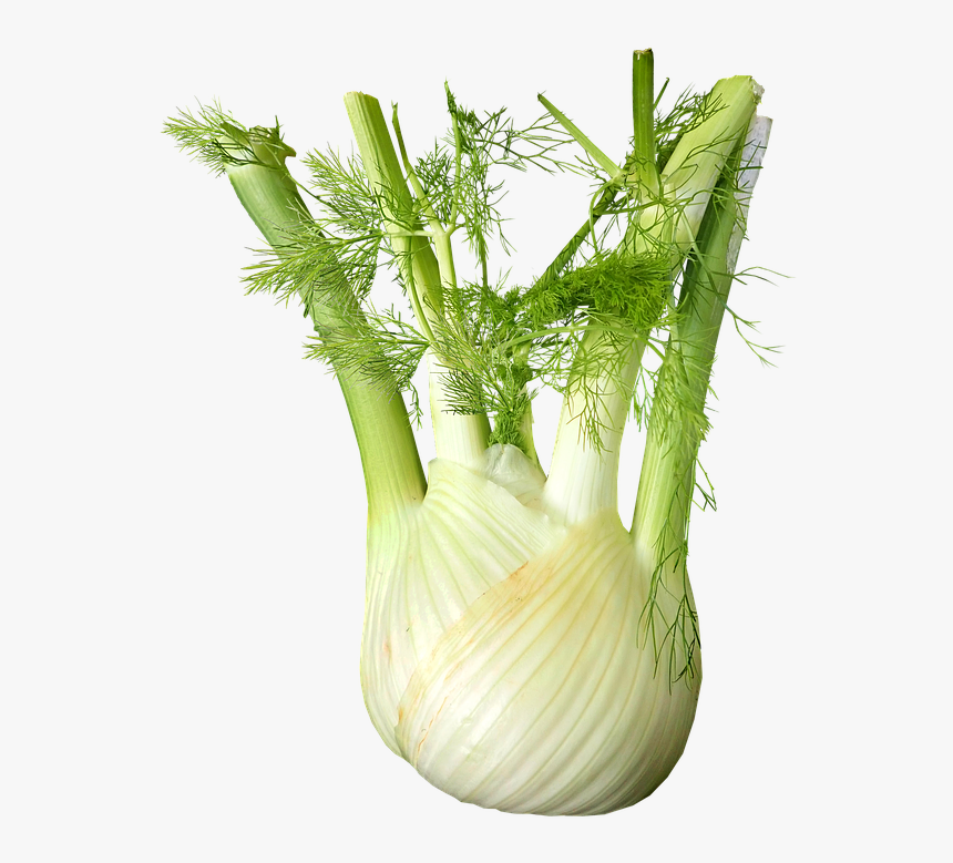 Transparent Vegetales Png - Fennel Png, Png Download, Free Download