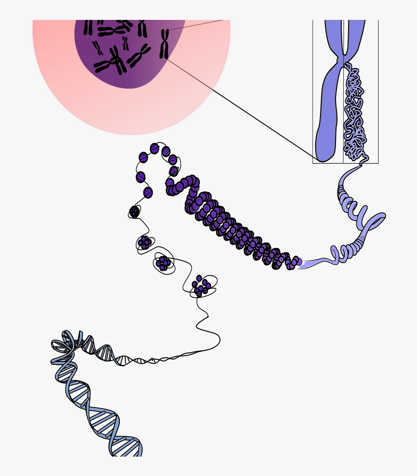 Cromossomo Descondensando Svg Clip Arts - Dna Chromosome Transparent ...